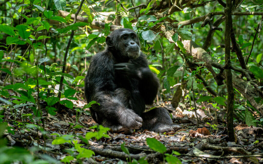 Chimpanzee trekking experience in Kibale