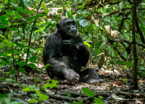 Chimpanzee trekking experience in Kibale National Park during the rainy season