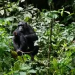 Chimpanzee trekking in Kanyanchu