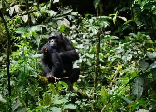 Chimpanzee trekking in Kanyanchu