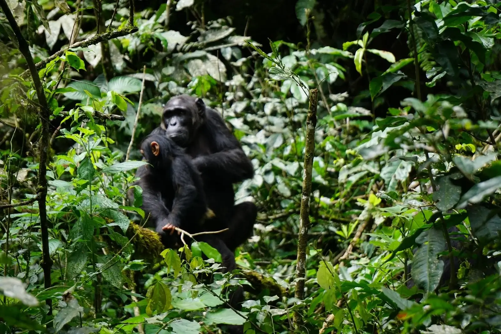 Chimpanzee trekking in Kanyanchu