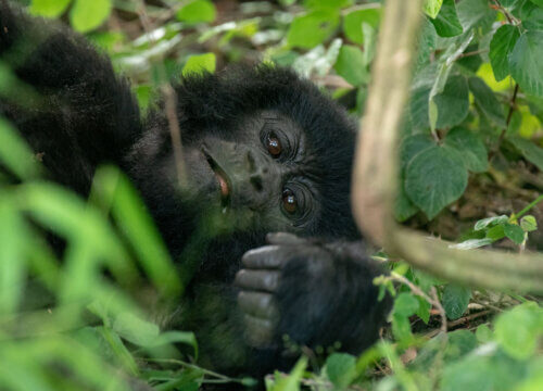 Difference between Gorillas and Chimpanzees