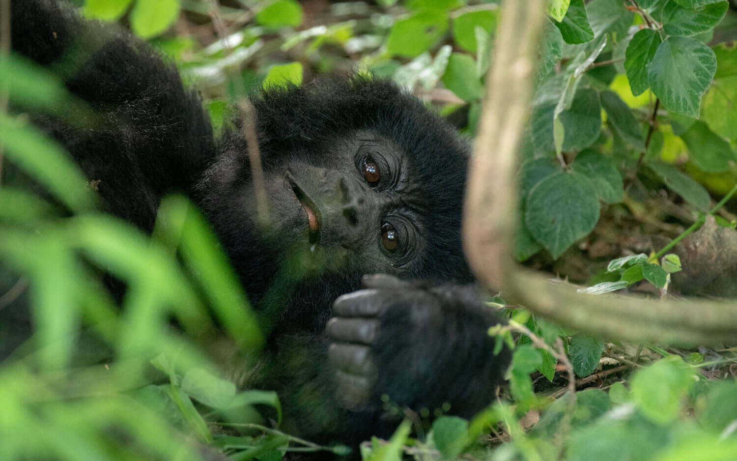 Uganda Gorilla Safaris