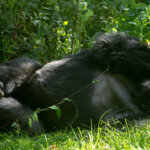 Gorilla Habituation Experience