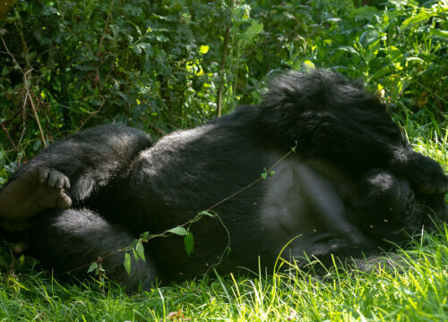 Gorilla Habituation Experience in Bwindi Uganda