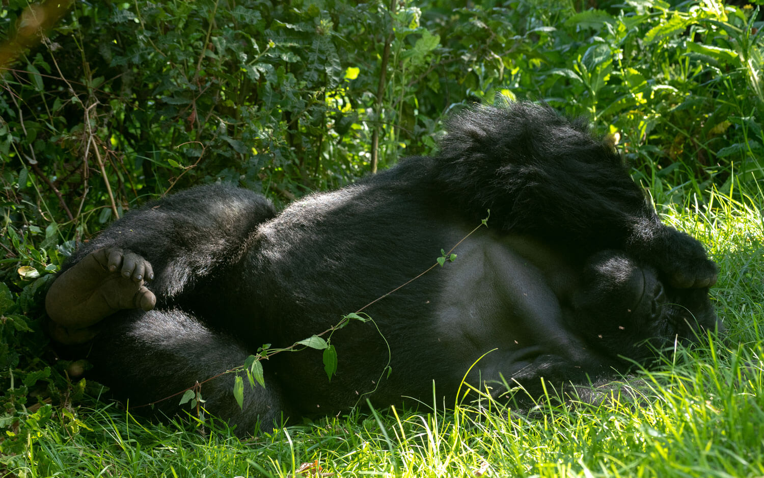 Gorilla Habituation Experience