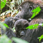 Mountain Gorilla census