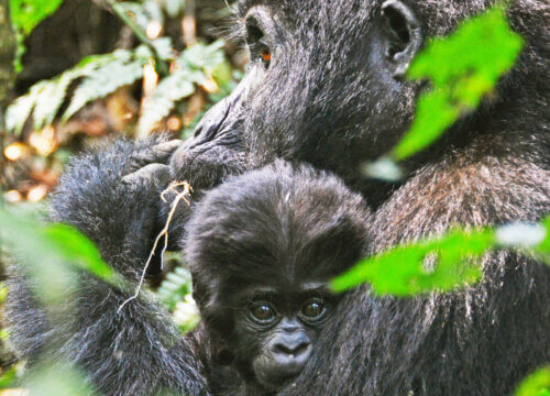 What is Mountain Gorilla census