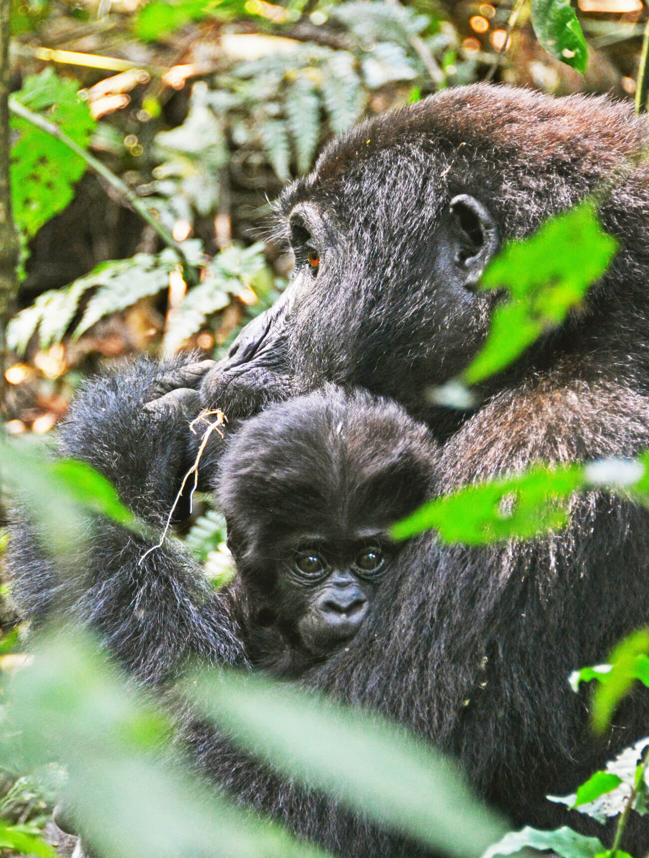 Mountain Gorilla census