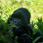 Myths about gorillas in Uganda