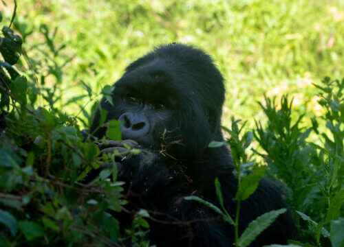 Myths about gorillas in Uganda