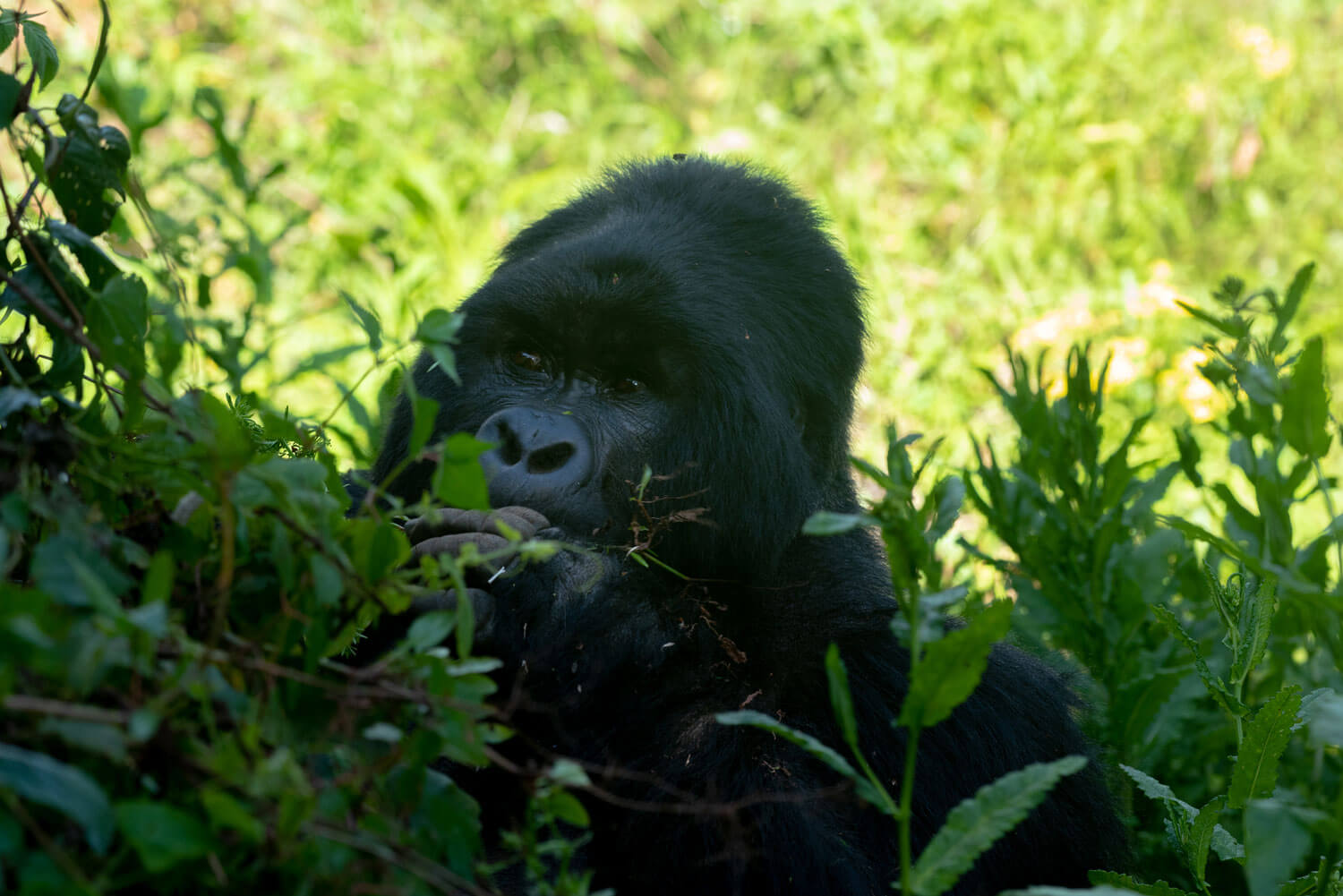 Myths about gorillas in Uganda