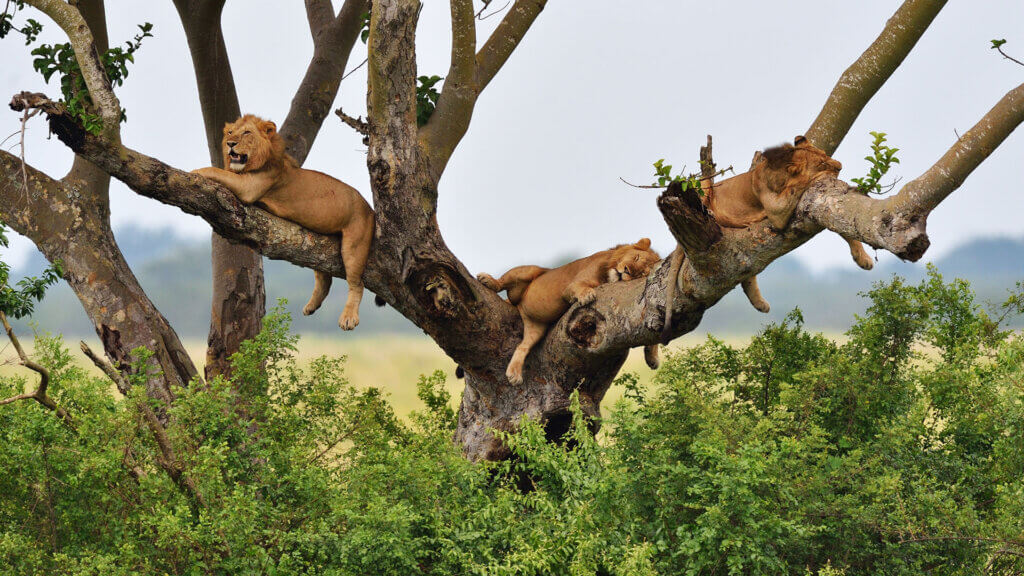 Queen Elizabeth or Murchison Falls