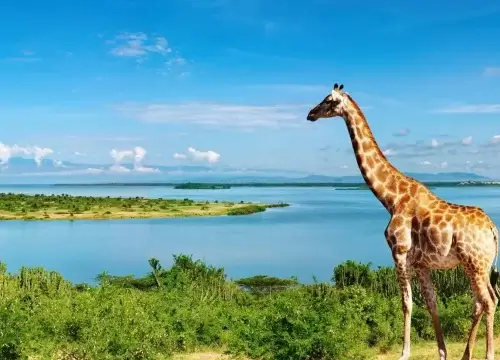 Reasons why visit Uganda | Why Uganda Safaris