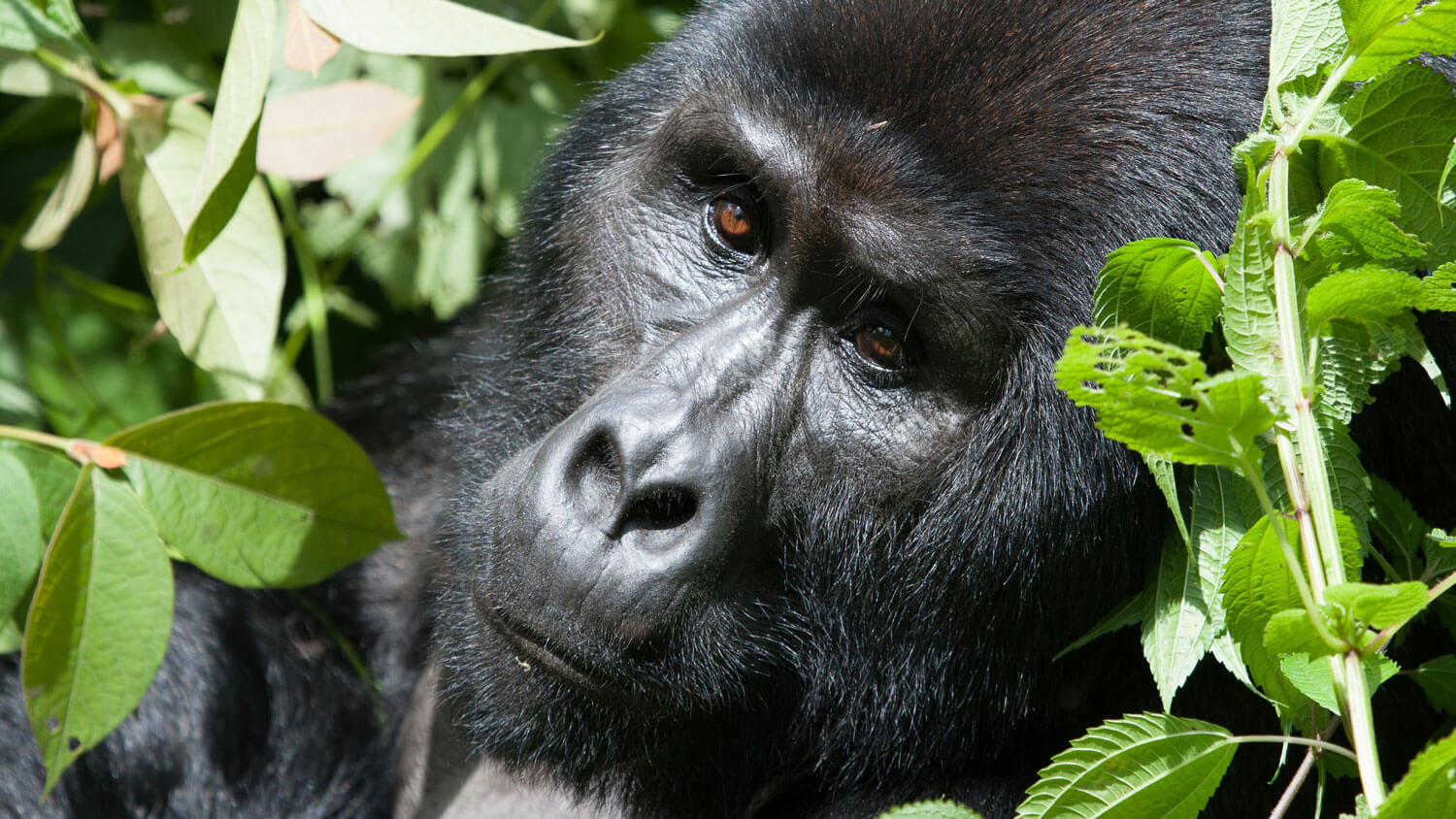Types of Gorillas in Africa