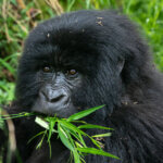 trek mountain gorillas in Uganda