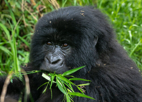 Reasons why you should trek mountain gorillas in Uganda