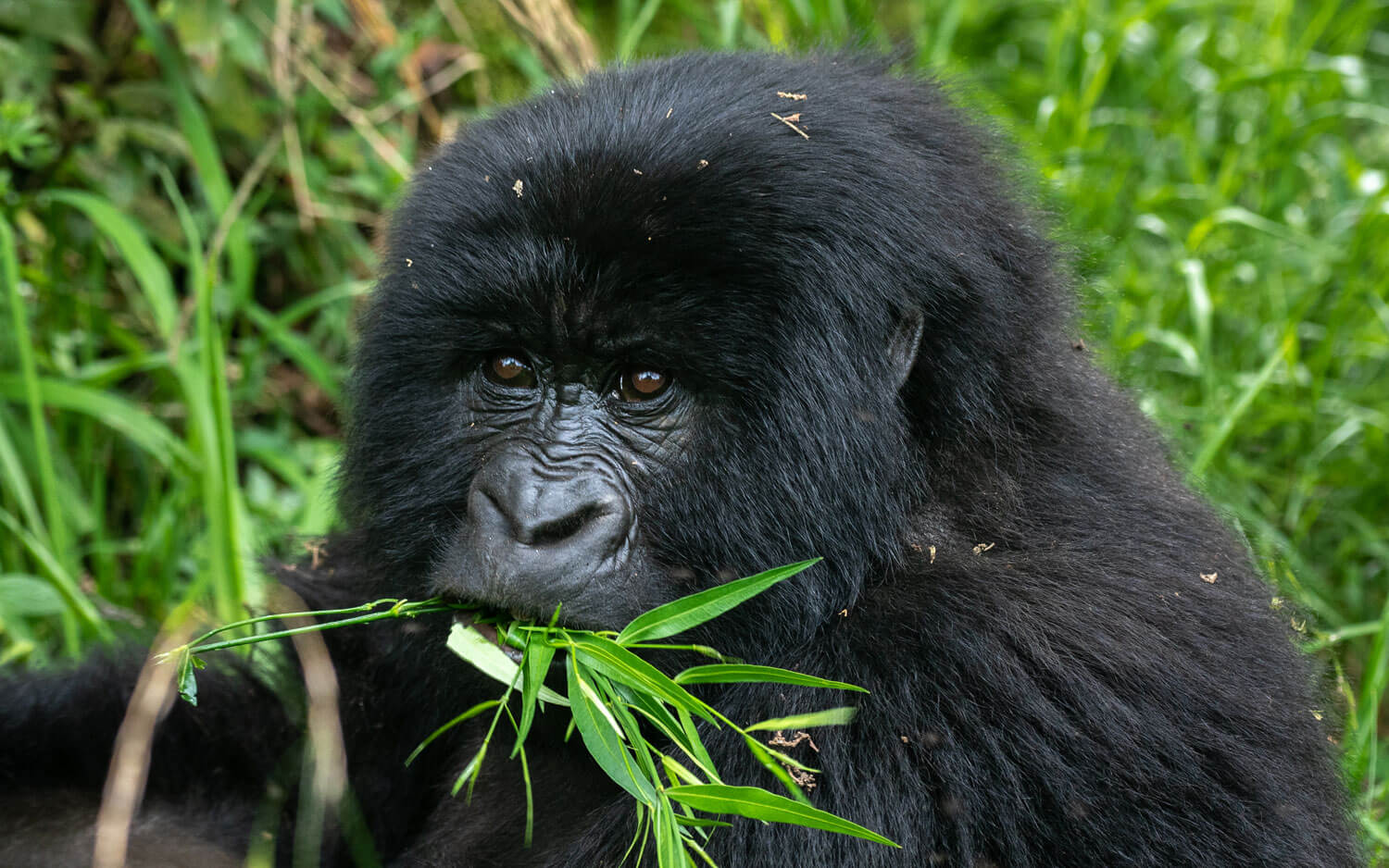 trek mountain gorillas in Uganda