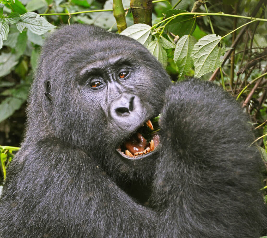 unhabituated mountain gorillas