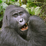 unhabituated mountain gorillas