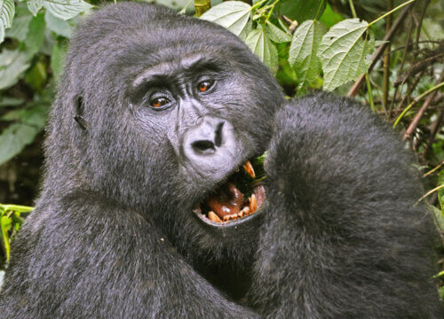 What are unhabituated mountain gorillas