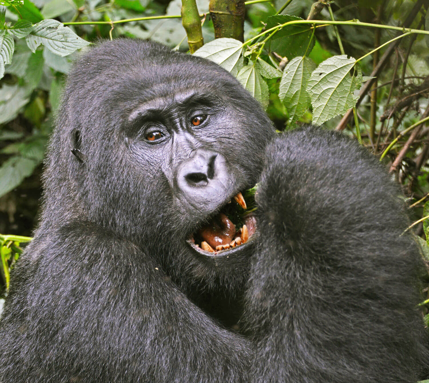 unhabituated mountain gorillas