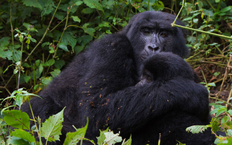 14-Days Uganda Safari Gorilla