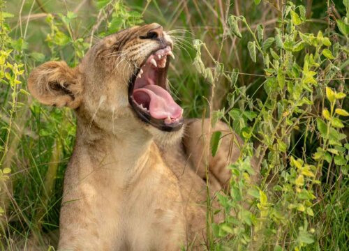 12 Days Gorillas and Chimpanzees Wildlife Safari