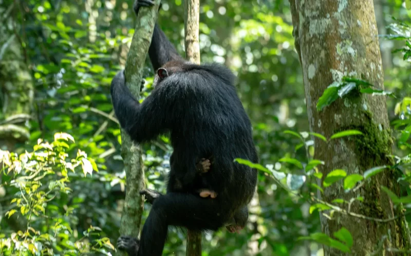 Uganda Chimpanzee Tracking Safari Uganda Chimpanzee Tracking Safari