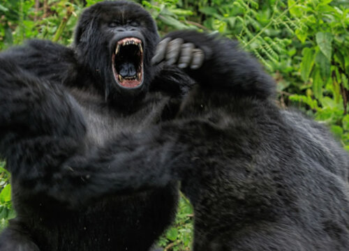 What happens if a gorilla charges?