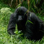 What happens when you forget your gorilla trekking date