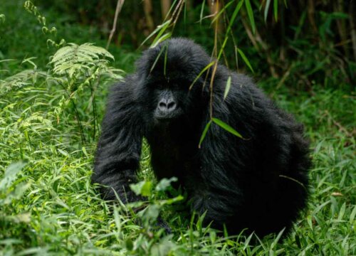 What happens when you forget your gorilla trekking date?