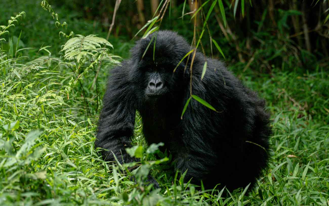 What happens when you forget your gorilla trekking date