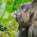 how you can trek Uganda gorillas and chimpanzees on a budget