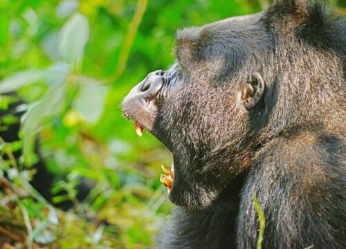 How can you trek Uganda gorillas and chimpanzees on a budget?