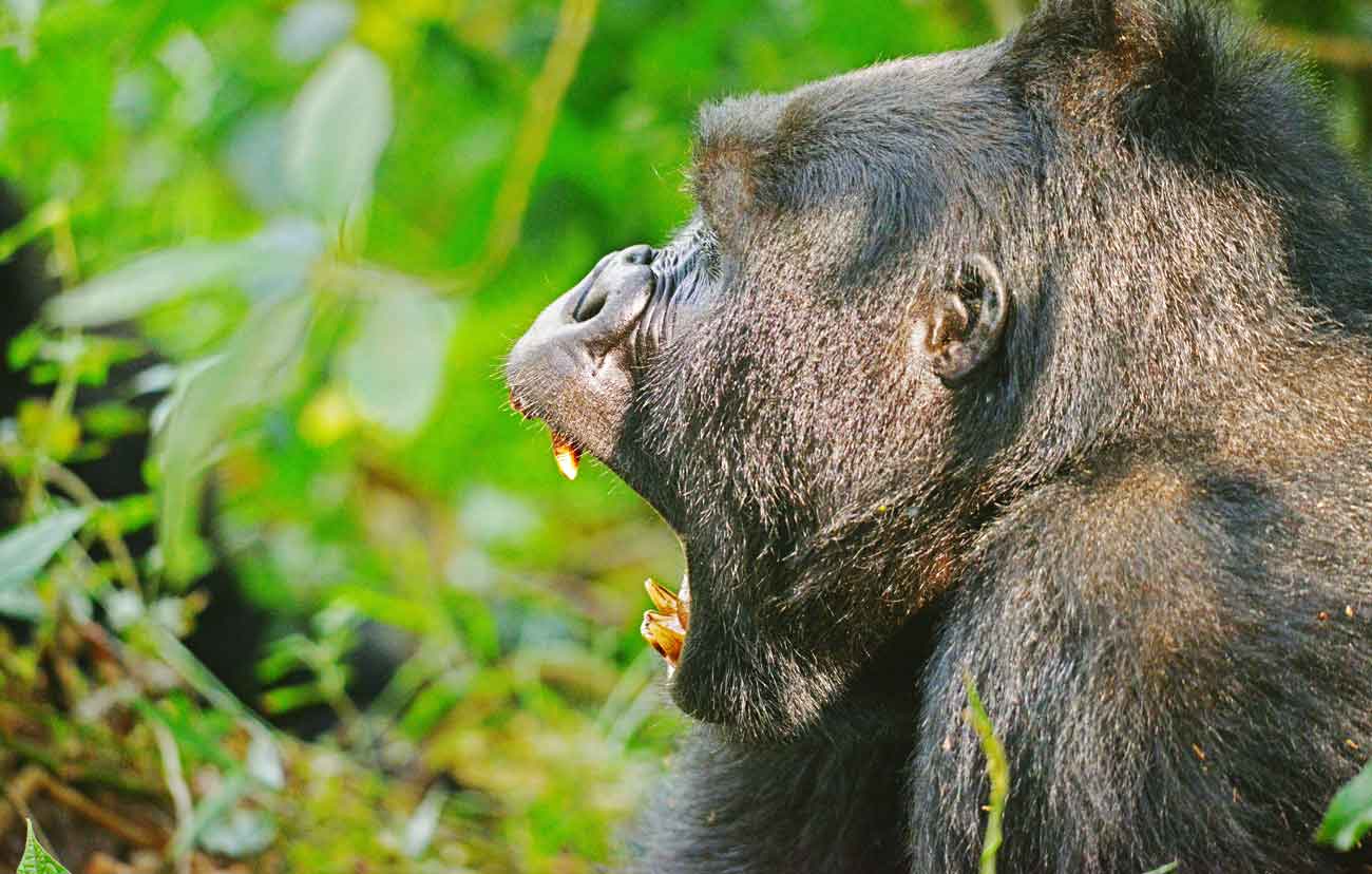 how you can trek Uganda gorillas and chimpanzees on a budget
