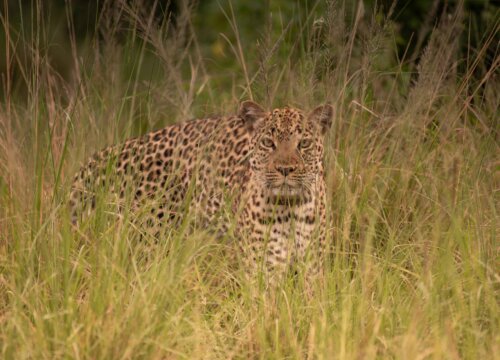 7 days Uganda Wildlife and Primates Safari