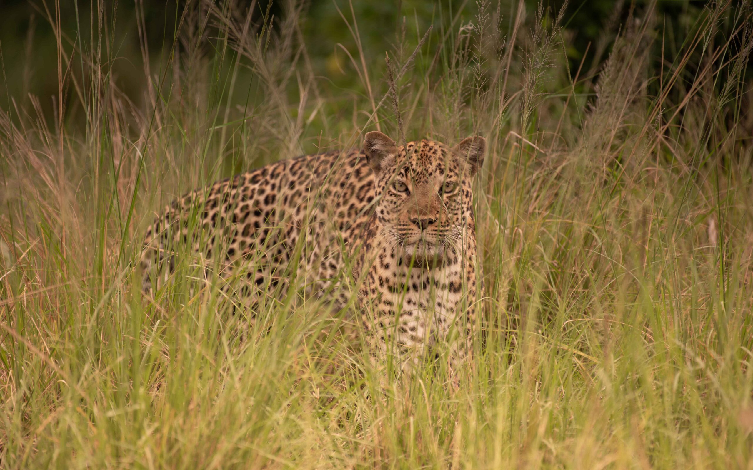 14 day primates & wildlife tour