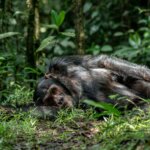 visiting Kibale National Park for the first time