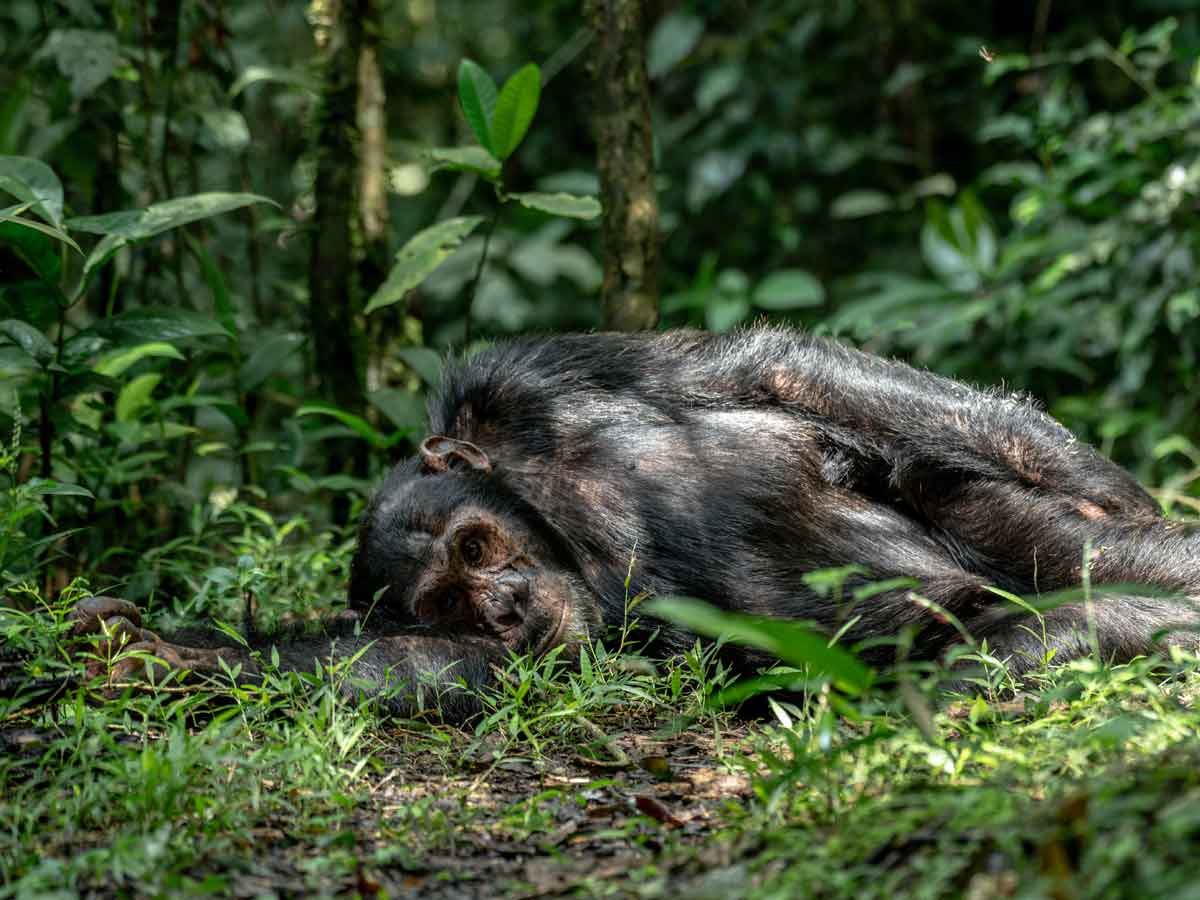 visiting Kibale National Park for the first time