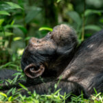 chimpanzee trekking in Bwindi