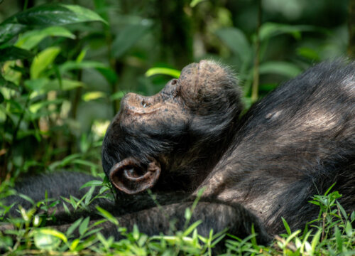 Why are chimpanzees in Bwindi Impenetrable National Park not habituated?