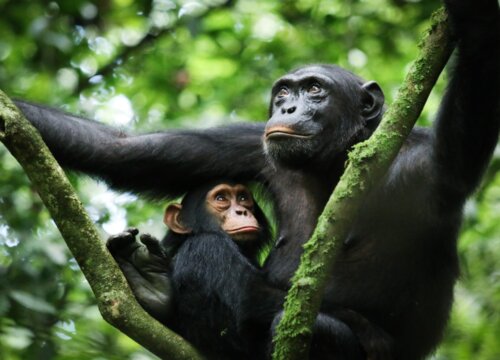 Compare chimpanzee trekking experience in Uganda and Rwanda