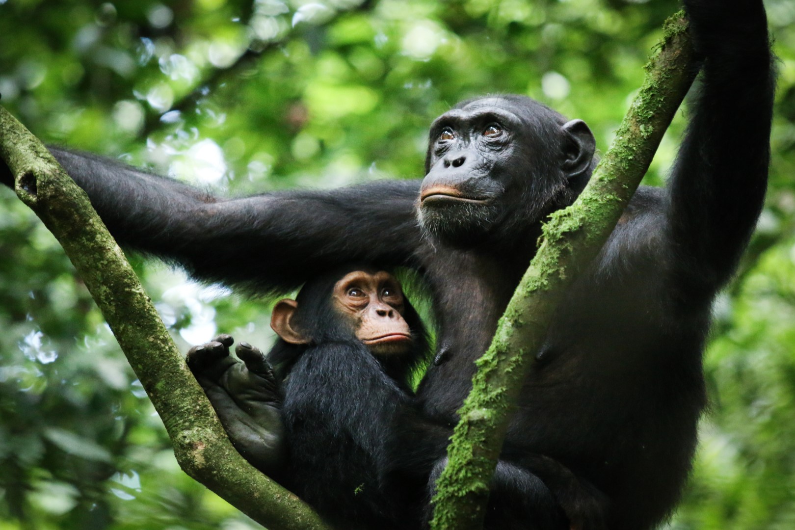 Compare chimpanzee trekking experience in Uganda and Rwanda