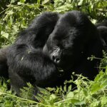Life of a gorilla ranger in Uganda