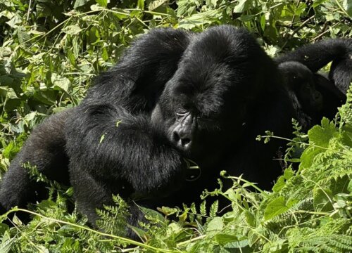 Life of a gorilla rangers in Uganda