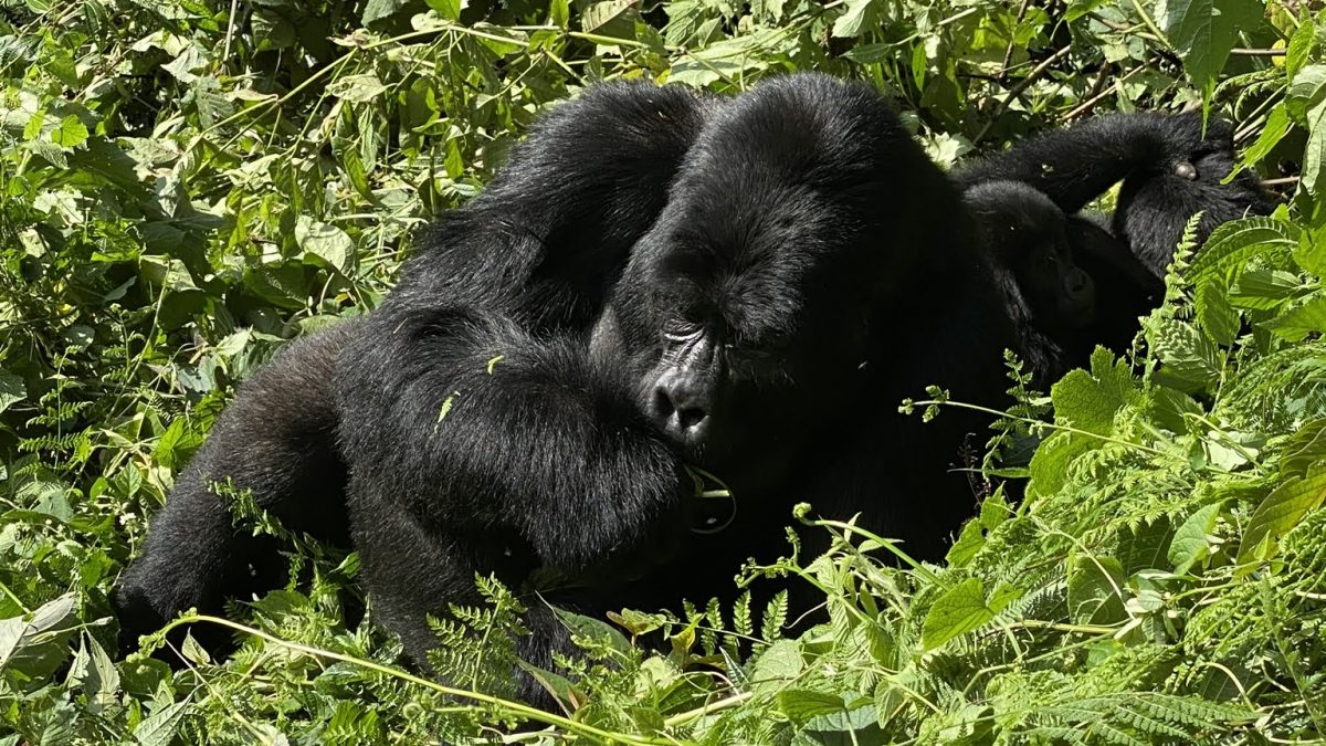 Life of a gorilla ranger in Uganda