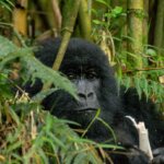 Annoying things about gorilla trekking