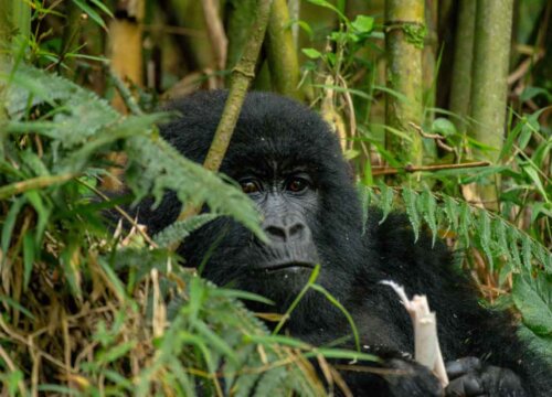 Annoying things about gorilla trekking