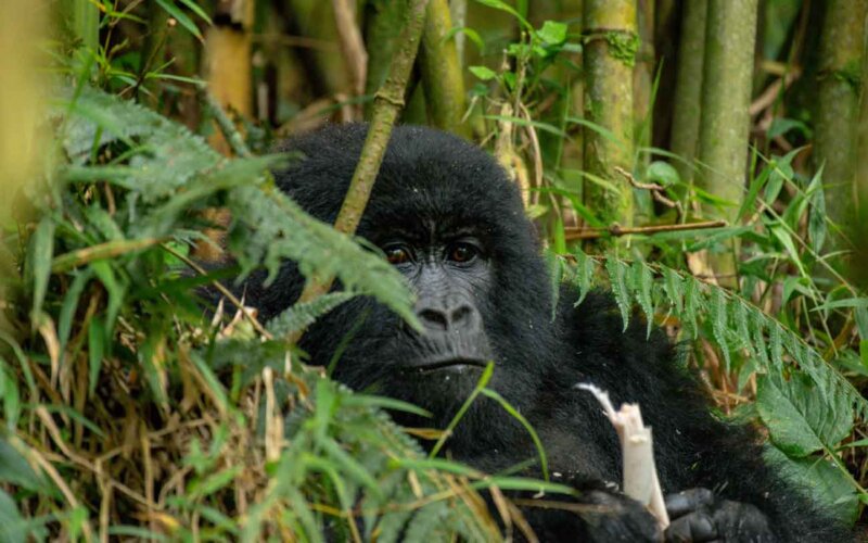 Annoying things about gorilla trekking Annoying things about gorilla trekking